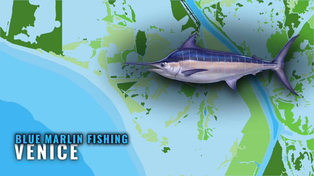 Blue Marlin Fishing Out of Venice: Canyons, Lumps, Rigs
