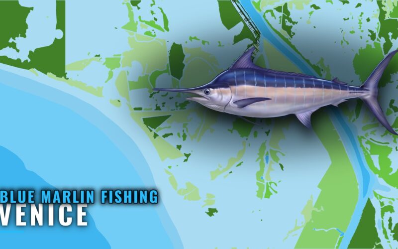 Blue Marlin Fishing Out of Venice: Canyons, Lumps, Rigs