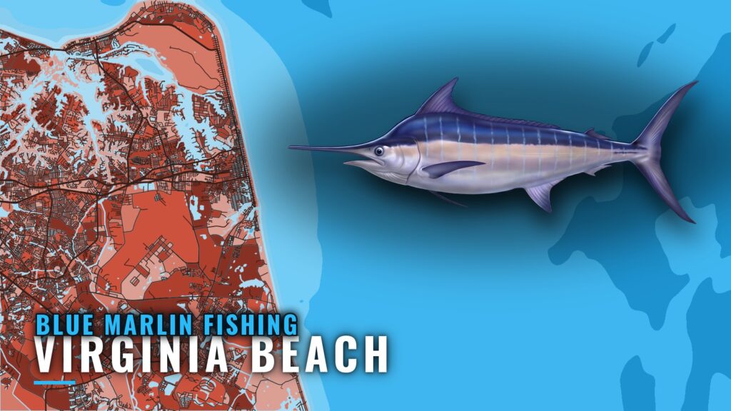 Blue Marlin Fishing Out of Virginia Beach: Canyon Run Guide