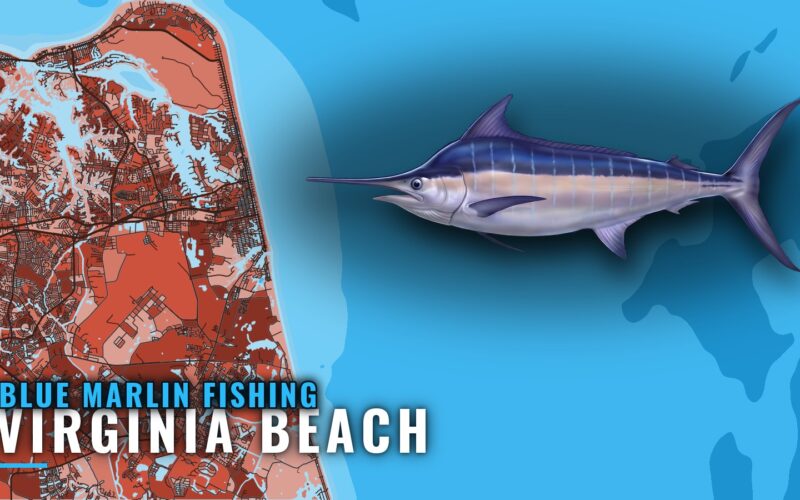 Blue Marlin Fishing Out of Virginia Beach: Canyon Run Guide