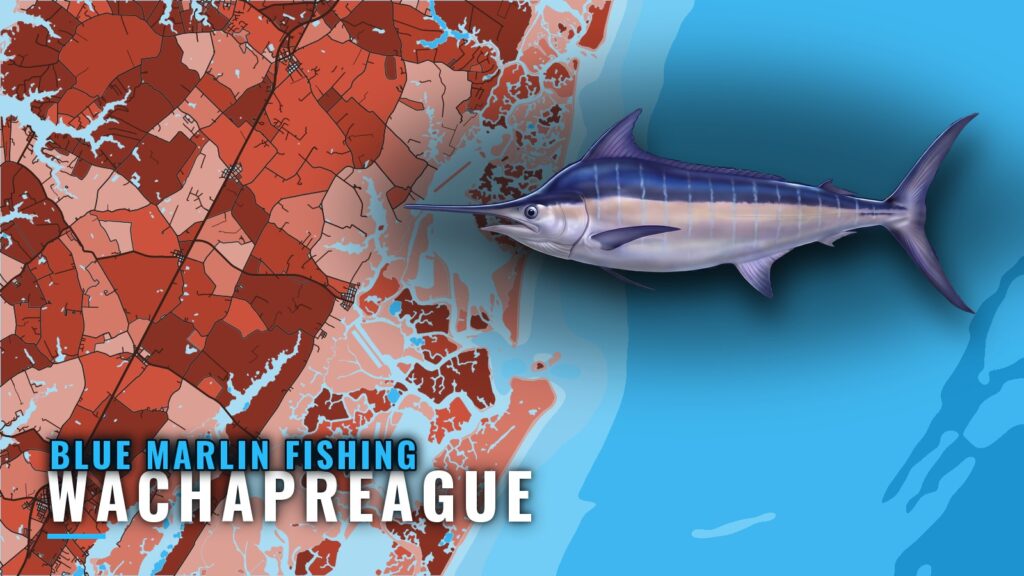Blue Marlin Fishing out of Wachapreague: Season and Grounds