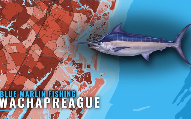 Blue Marlin Fishing out of Wachapreague: Season and Grounds
