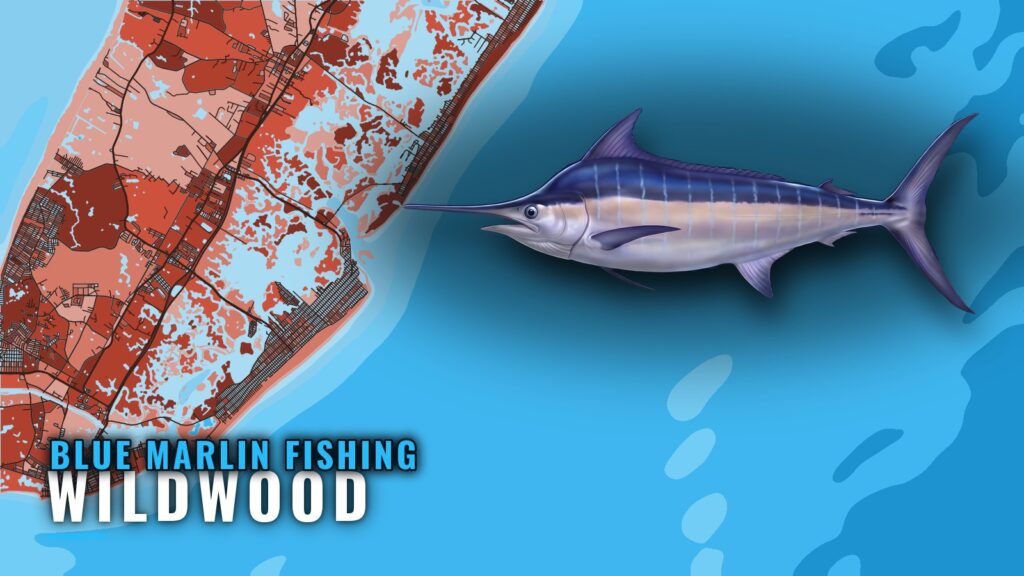 Blue Marlin Fishing out of Wildwood: Canyons and Season
