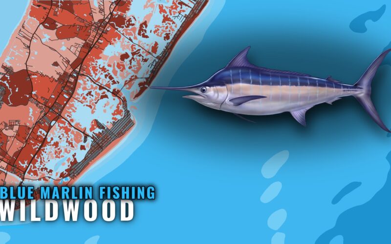 Blue Marlin Fishing out of Wildwood: Canyons and Season