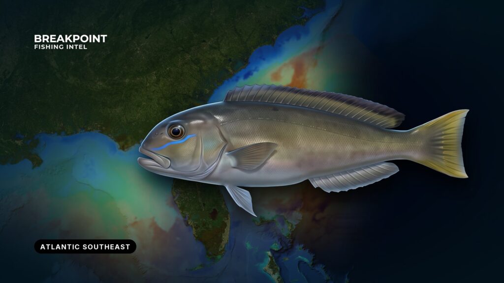 Blueline Tilefish Fishing in the Atlantic Southeast: Guide