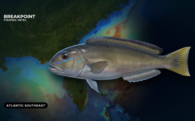 Blueline Tilefish Fishing in the Atlantic Southeast: Guide