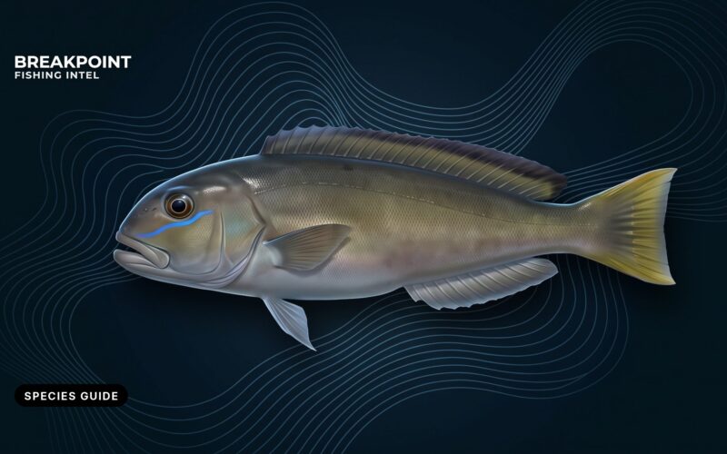 Blueline Tilefish Fishing Guide: ID, Habitat and Rules
