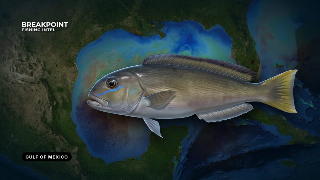 Blueline Tilefish Fishing in the Gulf of Mexico: A Guide
