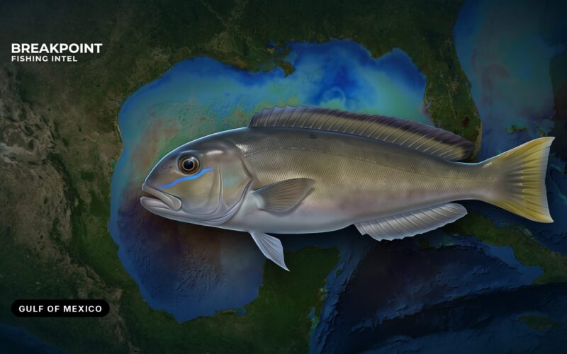 Blueline Tilefish Fishing in the Gulf of Mexico: A Guide