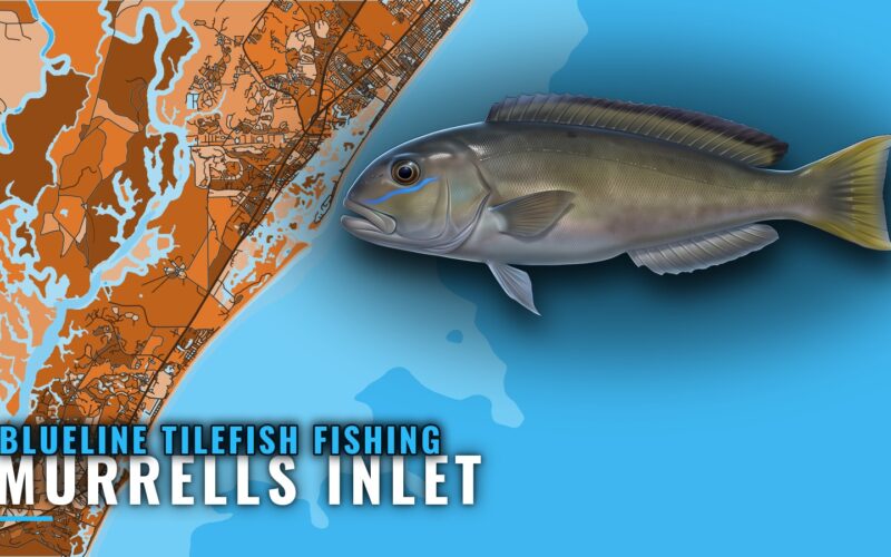 Blueline Tilefish Fishing Out of Murrells Inlet