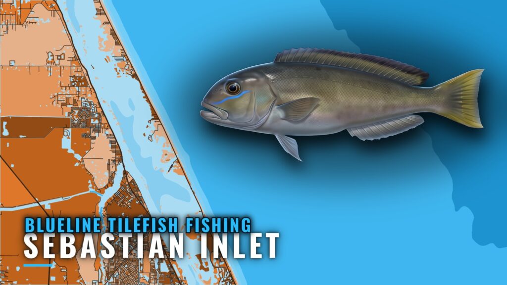 Blueline Tilefish Fishing Out of Sebastian Inlet at 700 ft