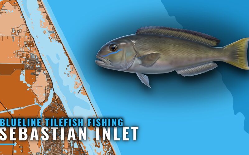 Blueline Tilefish Fishing Out of Sebastian Inlet at 700 ft