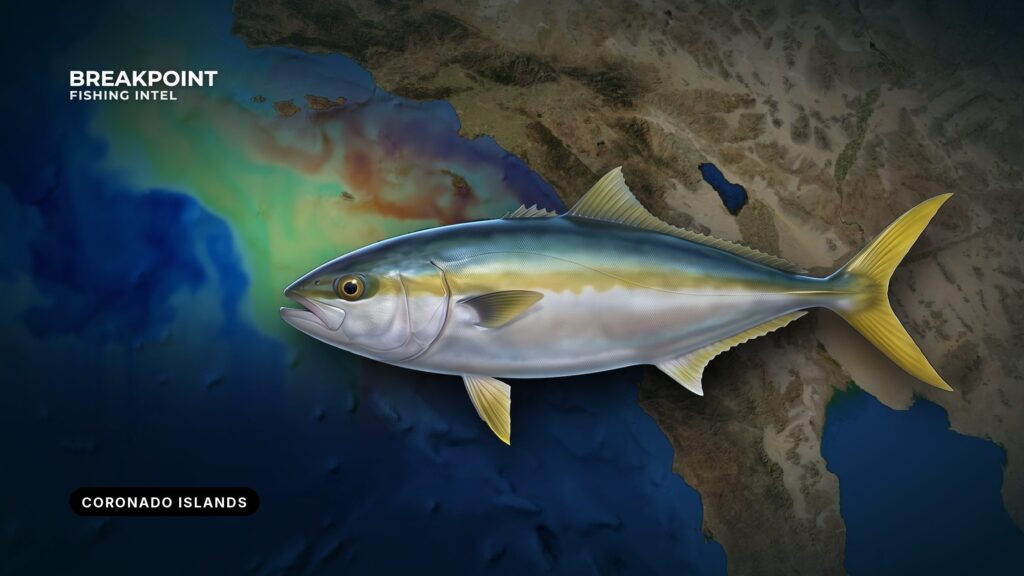 California Yellowtail at the Coronado Islands: Local Guide