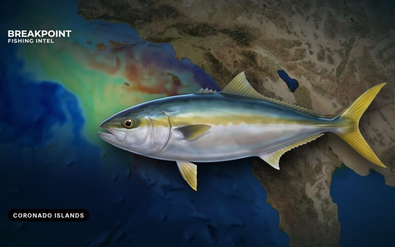 California Yellowtail at the Coronado Islands: Local Guide