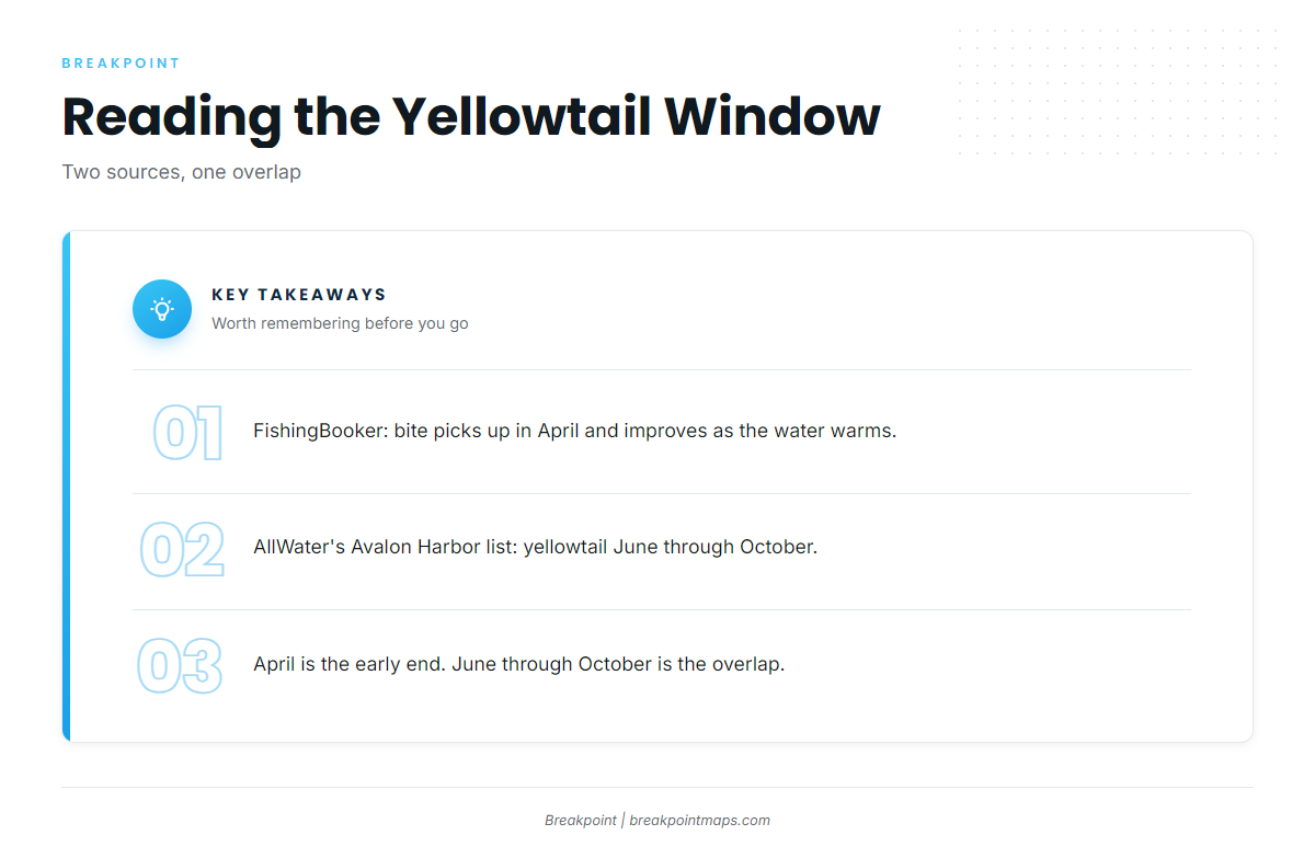 When yellowtail are around Avalon