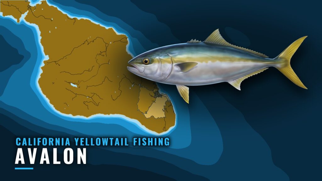 California Yellowtail Fishing Out of Avalon: Where to Run