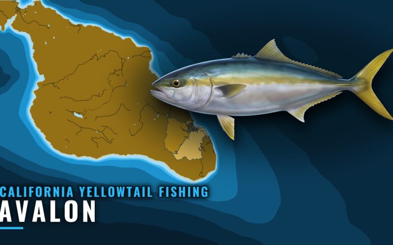 California Yellowtail Fishing Out of Avalon: Where to Run