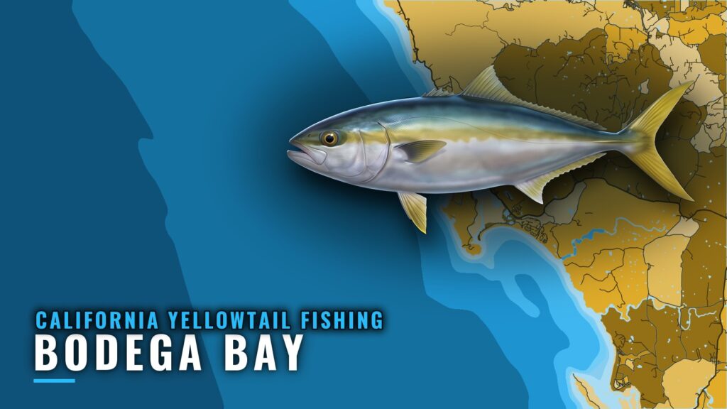California Yellowtail Fishing Out of Bodega Bay: Grounds