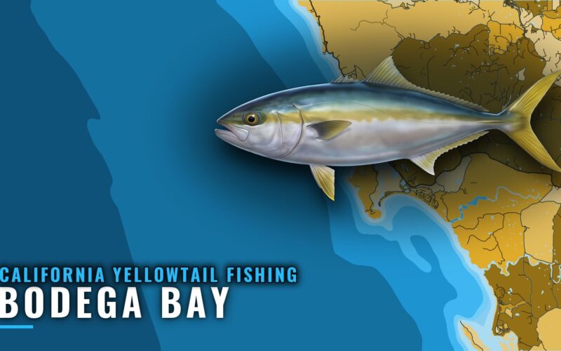 California Yellowtail Fishing Out of Bodega Bay: Grounds