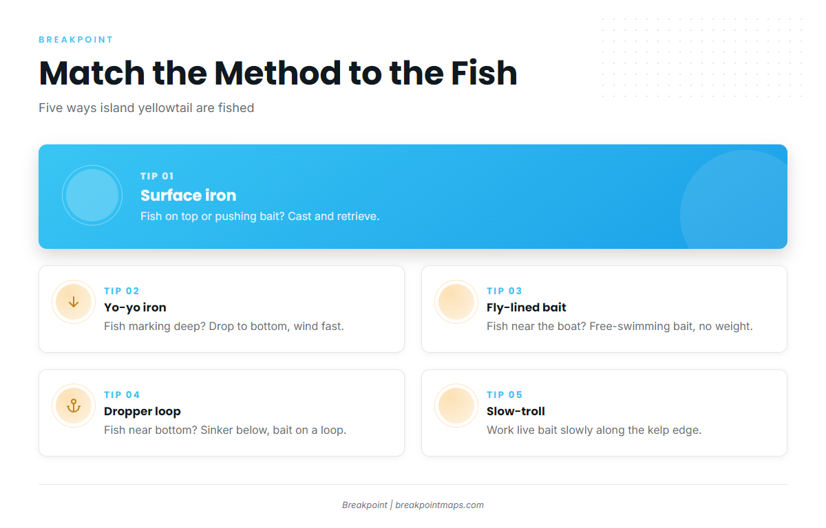 How yellowtail are fished from this port