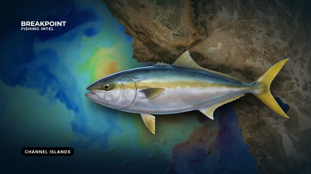 California Yellowtail Fishing at the Channel Islands Guide