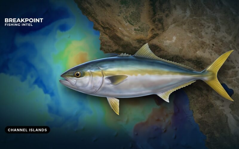 California Yellowtail Fishing at the Channel Islands Guide