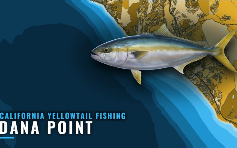 California Yellowtail Fishing Out of Dana Point: Port Brief
