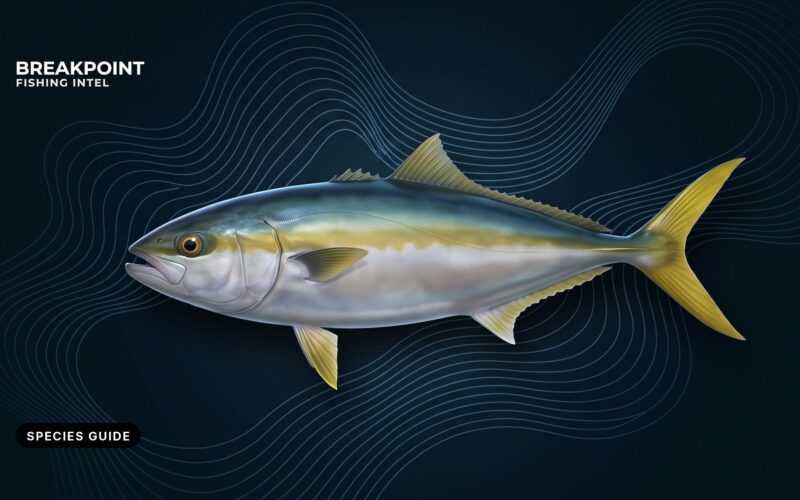 California Yellowtail Fishing Guide: Fish, Water and Rules