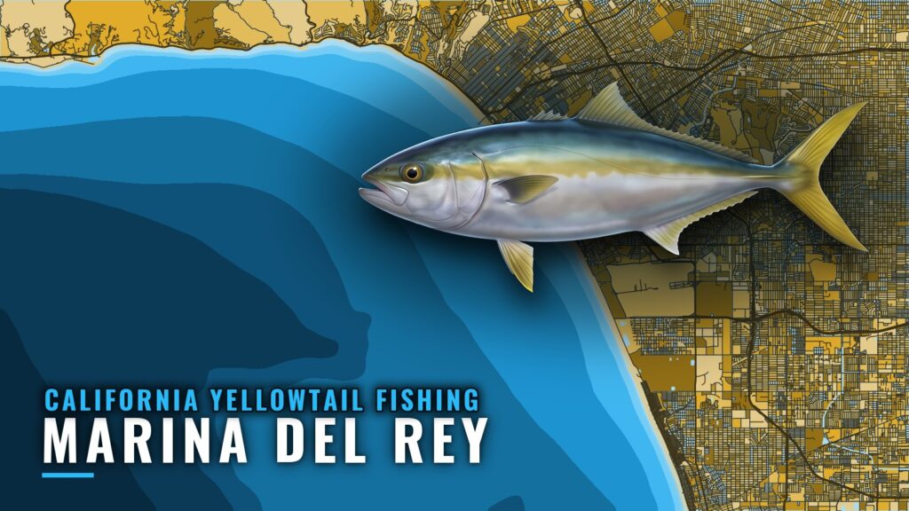 California yellowtail fishing out of Marina del Rey: Guide