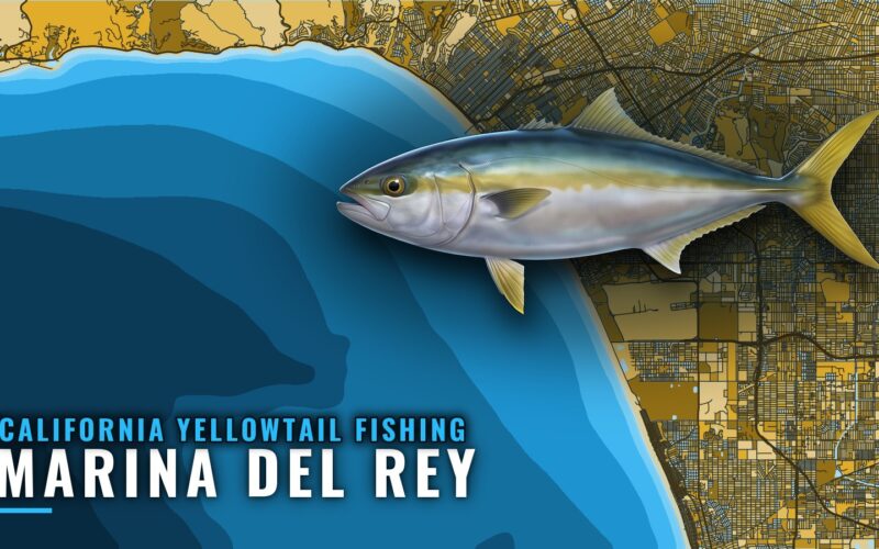 California yellowtail fishing out of Marina del Rey: Guide