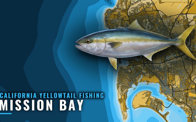 California Yellowtail Fishing Out of Mission Bay