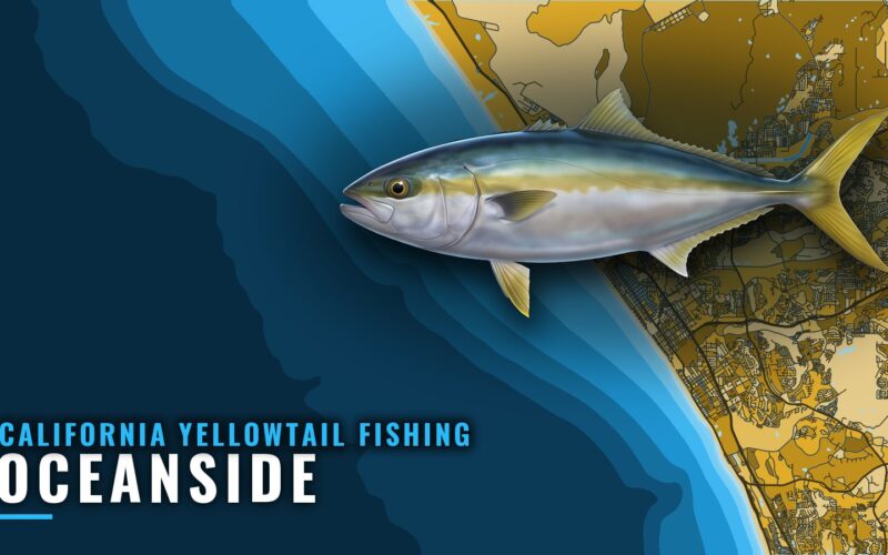California Yellowtail Fishing Out of Oceanside: Port Guide