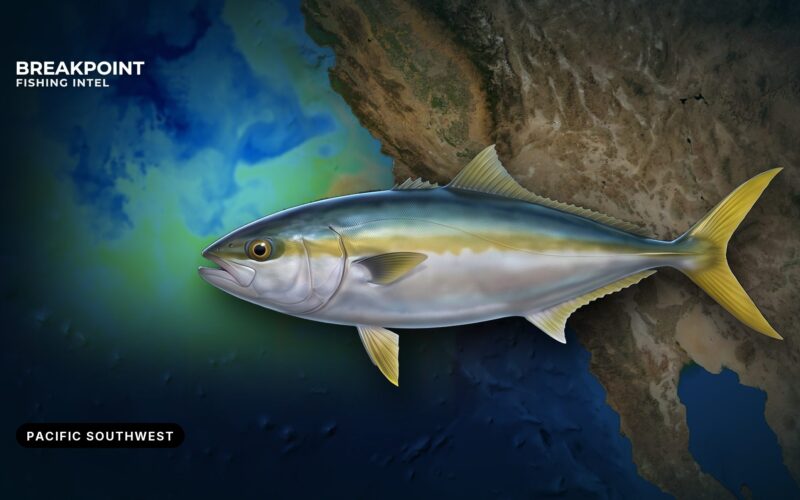 California Yellowtail Fishing in the Pacific Southwest