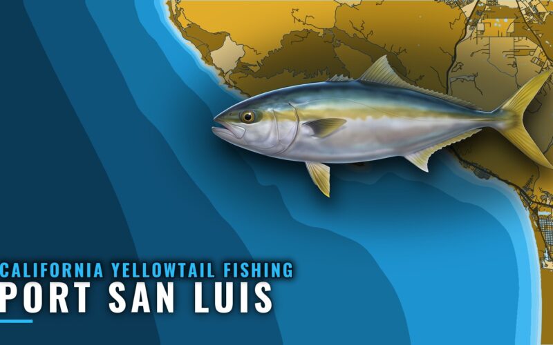 California Yellowtail Fishing Out of Port San Luis Guide
