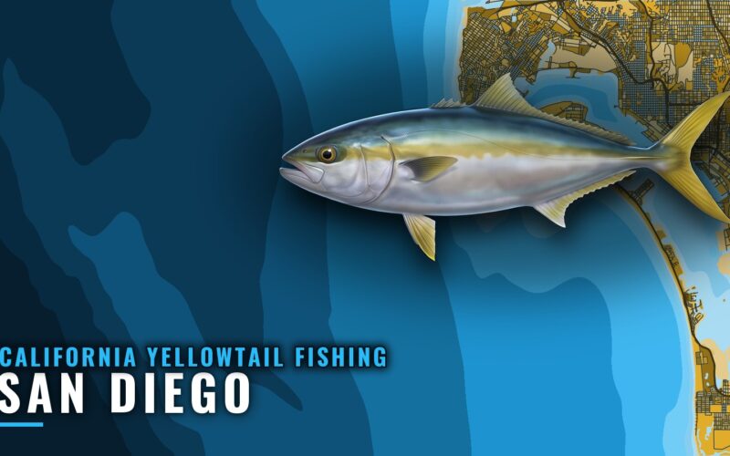 California Yellowtail Fishing Out of San Diego: Port Guide