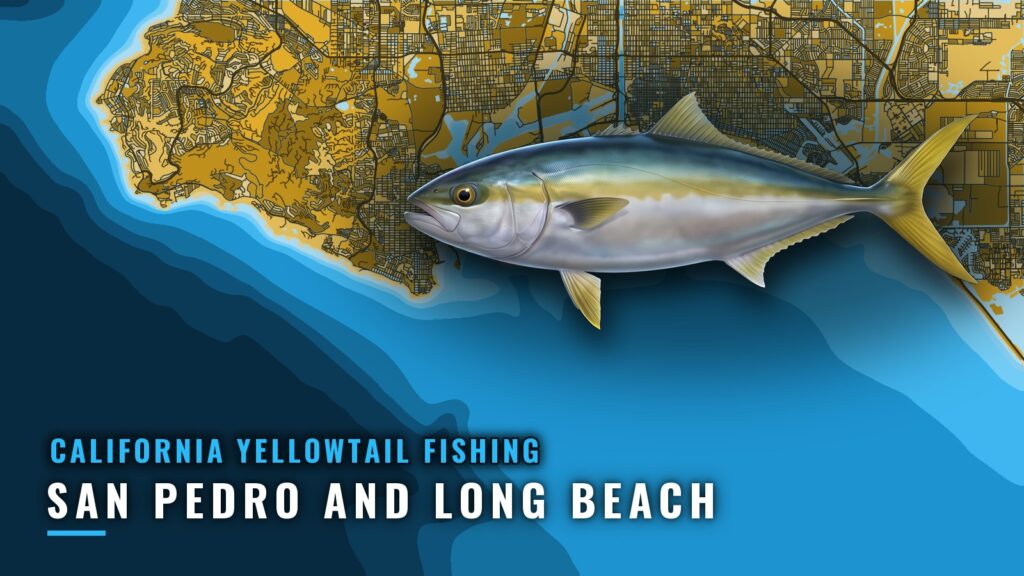 California Yellowtail Out of San Pedro and Long Beach