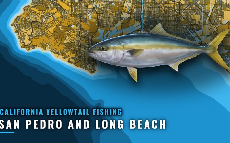 California Yellowtail Out of San Pedro and Long Beach