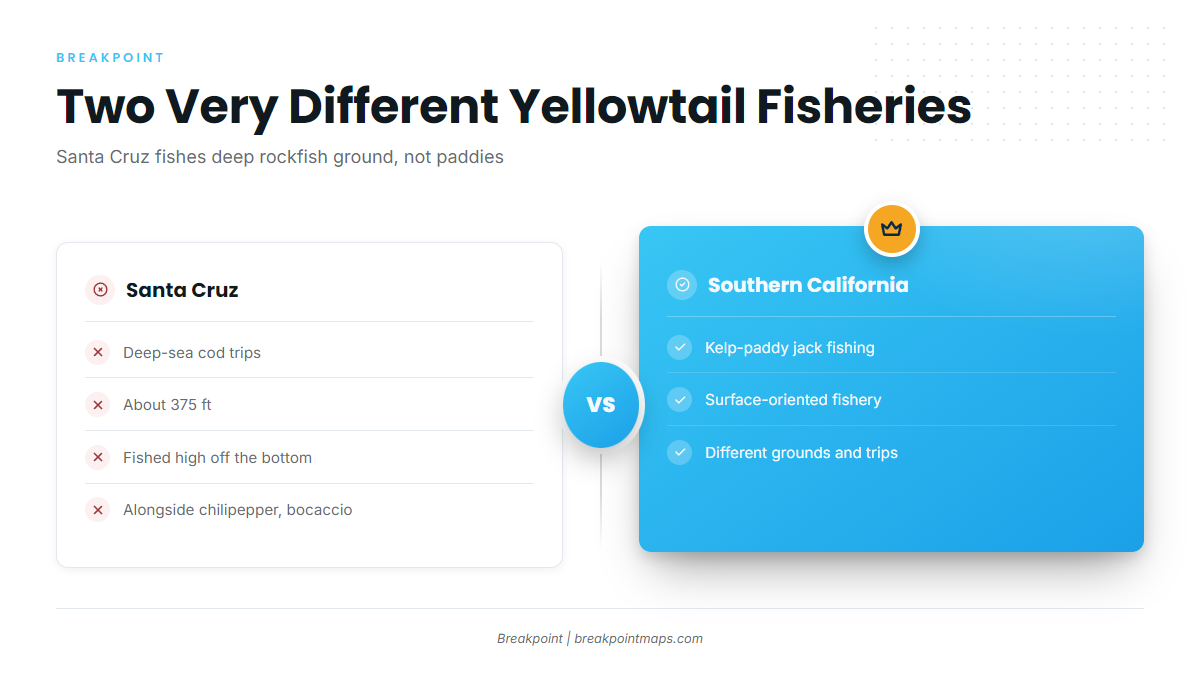 What Yellowtail Means Out of Santa Cruz
