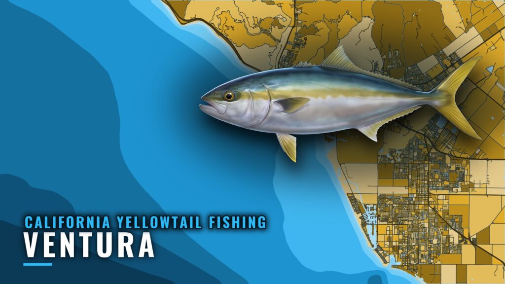 California Yellowtail Fishing out of Ventura: Where to Look
