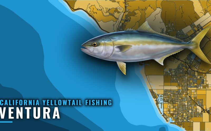 California Yellowtail Fishing out of Ventura: Where to Look