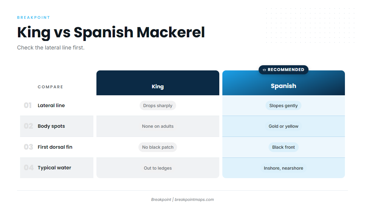 How do you tell a king mackerel from a Spanish mackerel?