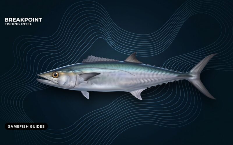Coastal and Offshore Gamefish Guides: Mahi, Wahoo, Cobia