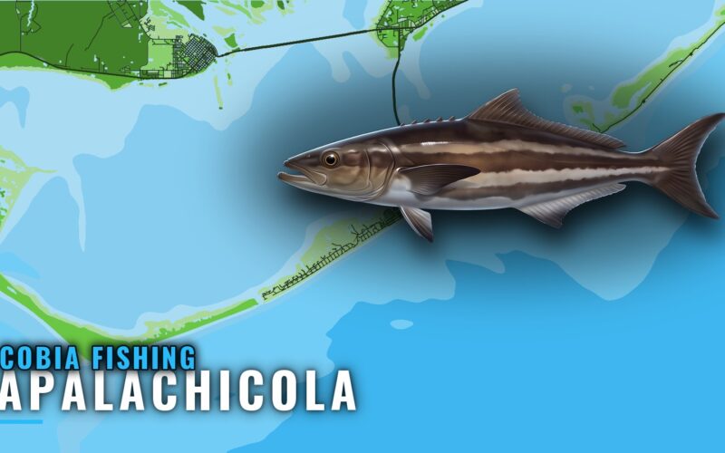 Cobia Fishing Out of Apalachicola: Season, Reefs, Charters