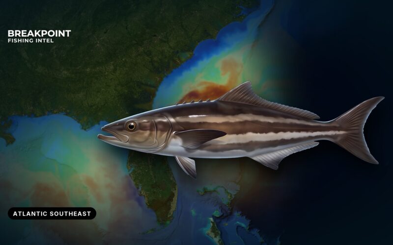 Cobia Fishing in the Atlantic Southeast: Runs, Spots, Rules