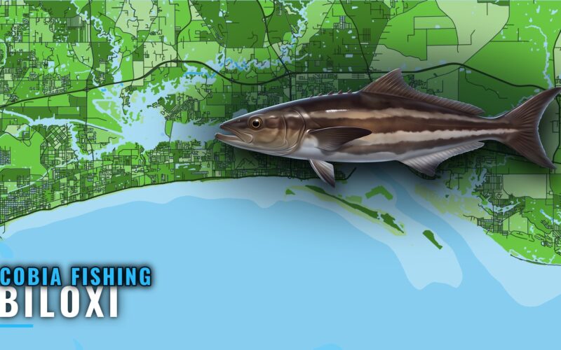 Cobia Fishing Out of Biloxi: Islands, Wrecks and Rigs