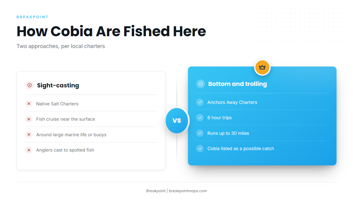 How cobia are fished here