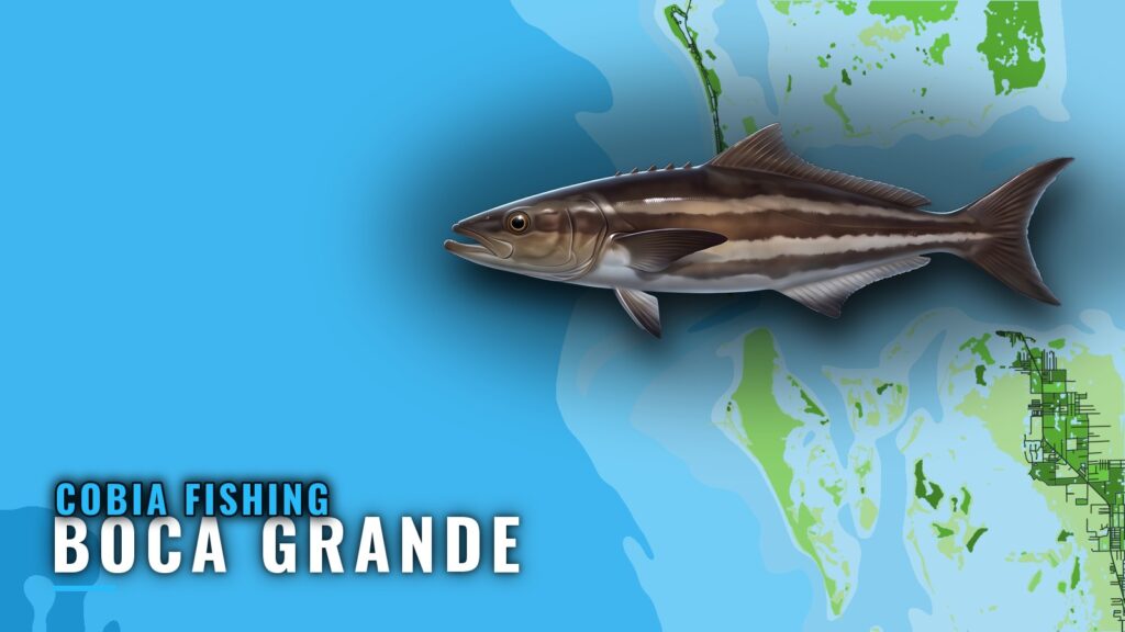 Cobia Fishing Out of Boca Grande: Reefs, Runs and Timing