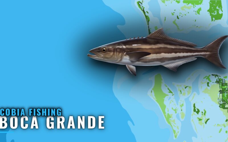 Cobia Fishing Out of Boca Grande: Reefs, Runs and Timing