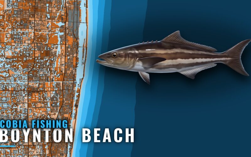 Cobia Fishing Out of Boynton Beach: Months, Wrecks, Reefs