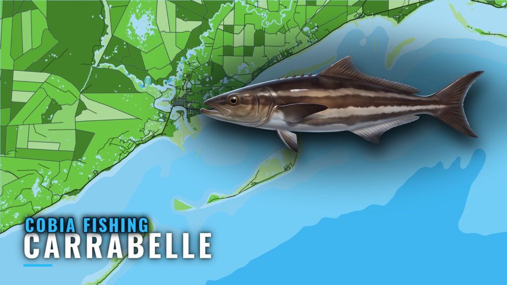 Cobia Fishing out of Carrabelle: Reefs, Towers and Timing
